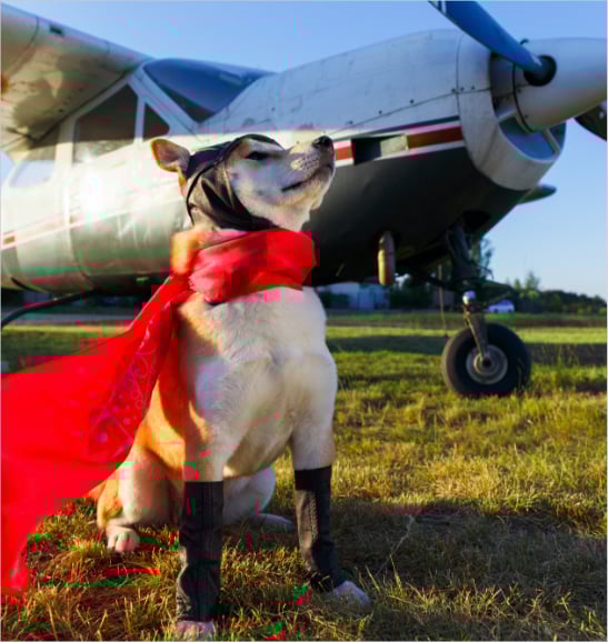 Travel-Tips-Pets Travel-Tips-Pets