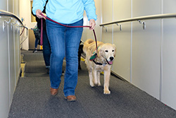 A woman walking a service dog on a leash down a terminal hallway
